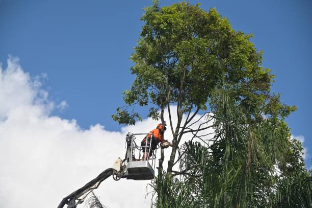 Best Fruit Tree Pruning  in USA